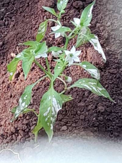 Gray Leaf Spot - Capsicum & Chilli