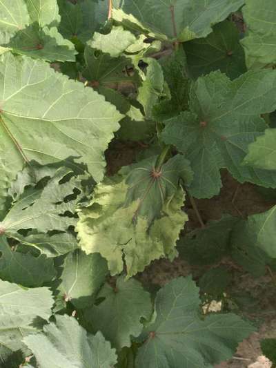 Potassium Deficiency - Okra