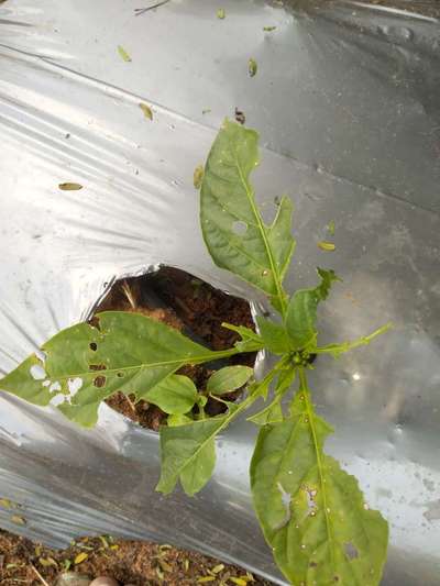 Tobacco Caterpillar - Capsicum & Chilli