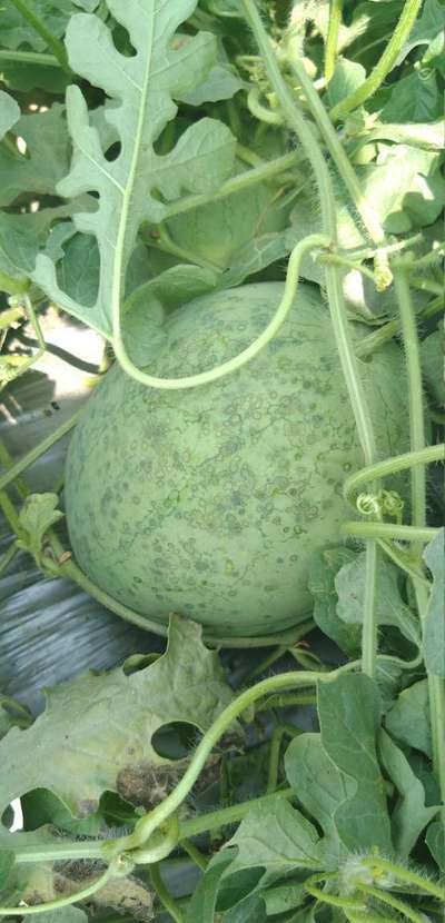 Aphids - Melon