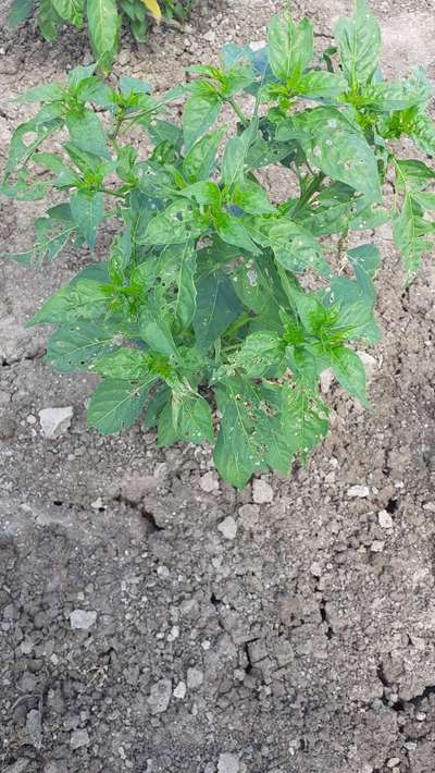 Tobacco Caterpillar - Capsicum & Chilli