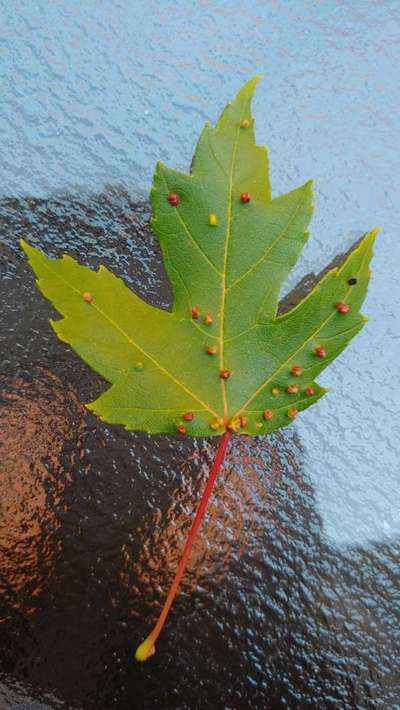 Gall Mite - Mango