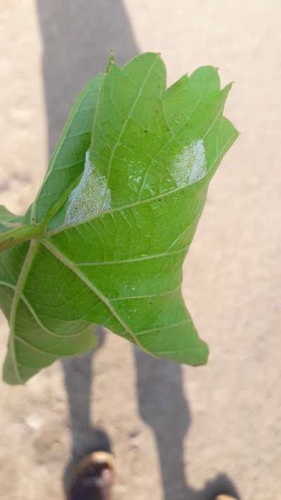 ಬಿಳಿ ನೊಣಗಳು - ದ್ರಾಕ್ಷಿ