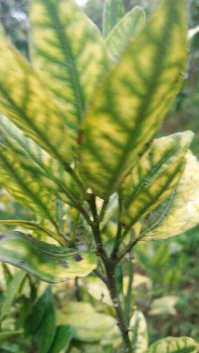 Citrus Variegated Chlorosis - Citrus