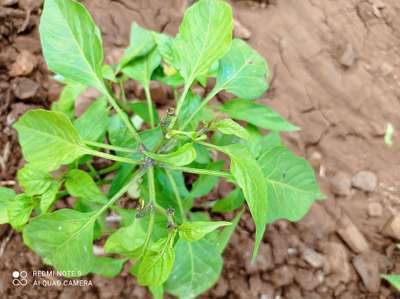 ಸಾರಜನಕ ಕೊರತೆ - ದಪ್ಪ ಮೆಣಸಿನಕಾಯಿ & ಮೆಣಸಿನಕಾಯಿ