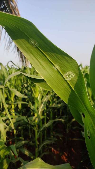 ಬಿಳಿ ನೊಣಗಳು - ಮೆಕ್ಕೆ ಜೋಳ