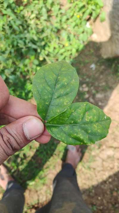 Chilli Cercospora Leaf Spot - Capsicum & Chilli