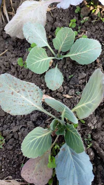 Downy Mildew - Cabbage