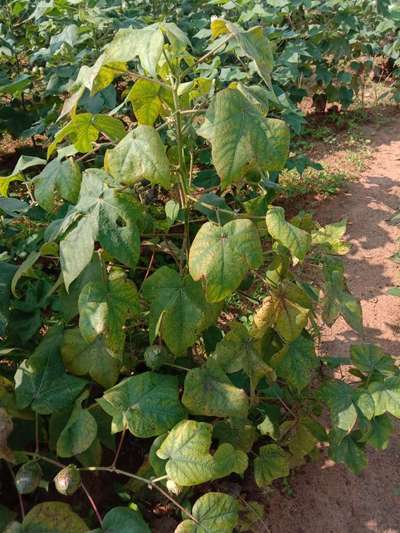 Alternaria Leaf Spot of Cotton - Cotton