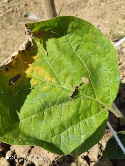 Leafhoppers and Jassids - Brinjal