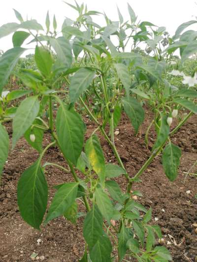 Chilli Cercospora Leaf Spot - Capsicum & Chilli