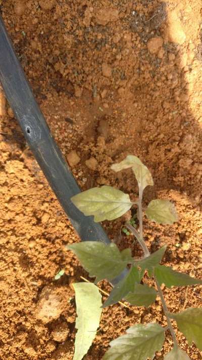 Damping-Off of Seedlings - Tomato