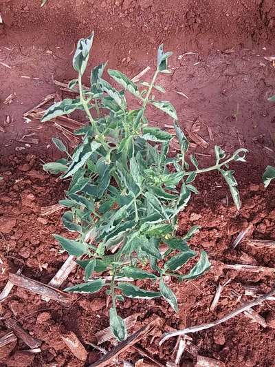 Leaf Curl in Tomato - Tomato