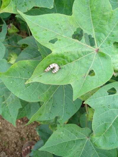 Tobacco Caterpillar - Cotton