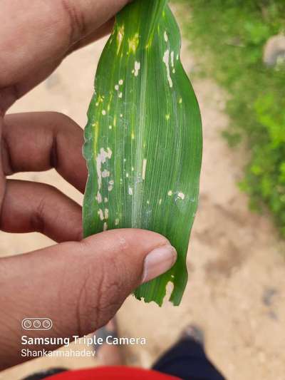 Bean Leaf Webber - Maize