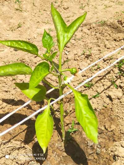 Chilli Thrips - Capsicum & Chilli