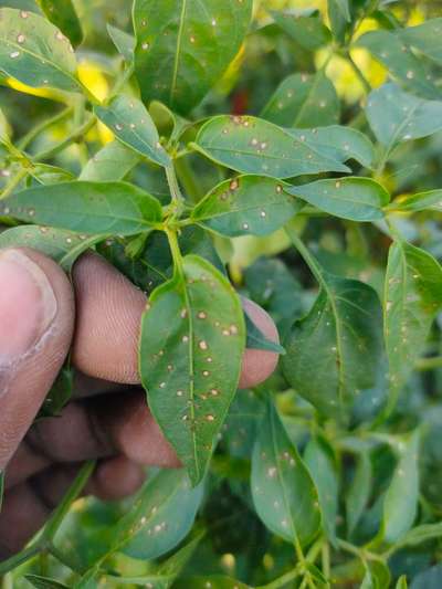 Chilli Cercospora Leaf Spot - Capsicum & Chilli