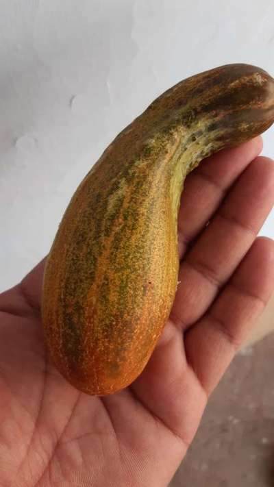 Boron Deficiency - Cucumber