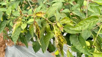 Herbicide Burn - Capsicum & Chilli