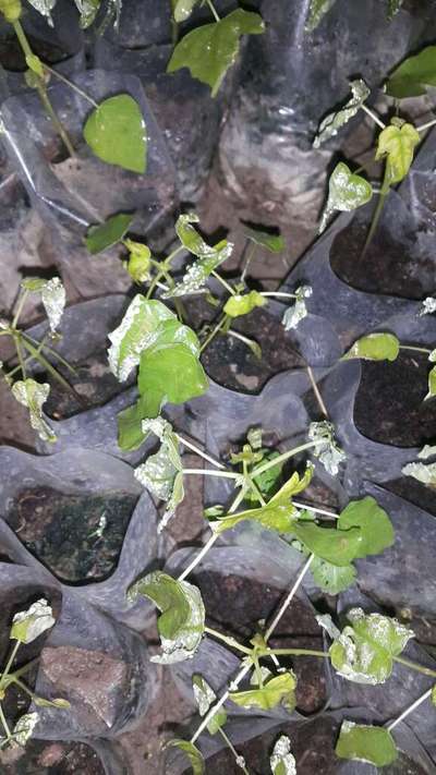 Pesticide Burn - Papaya