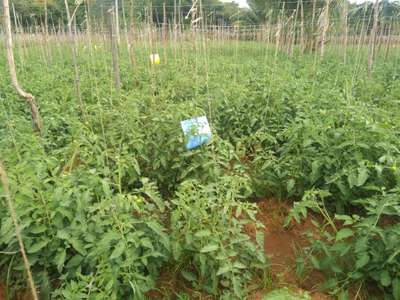 Bacterial Spot and Speck of Tomato - Tomato