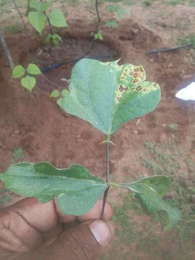 Leaf Miner Flies - Bean