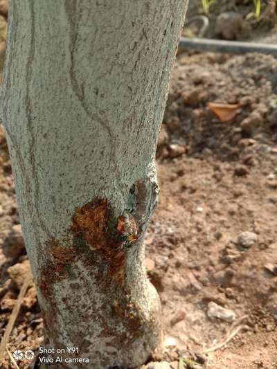 Olive Borer - నిమ్మజాతి