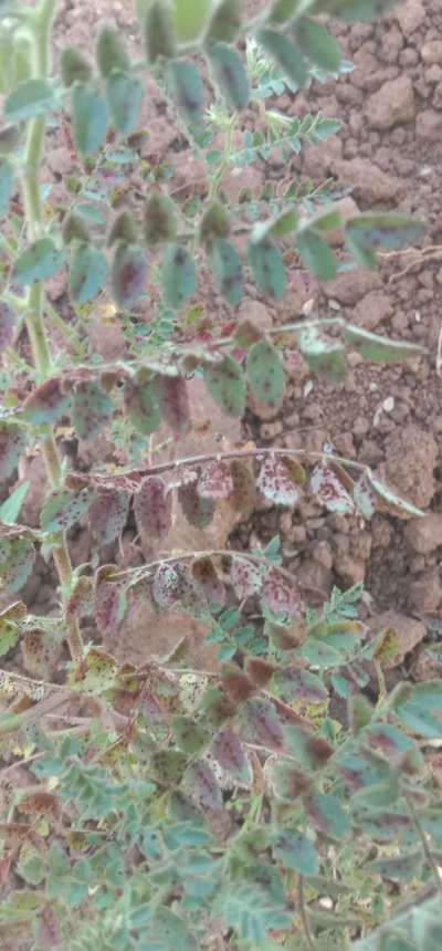 Chickpea Rust - Chickpea & Gram