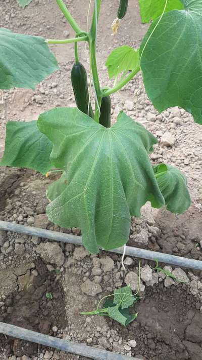 Spider Mites - Cucumber