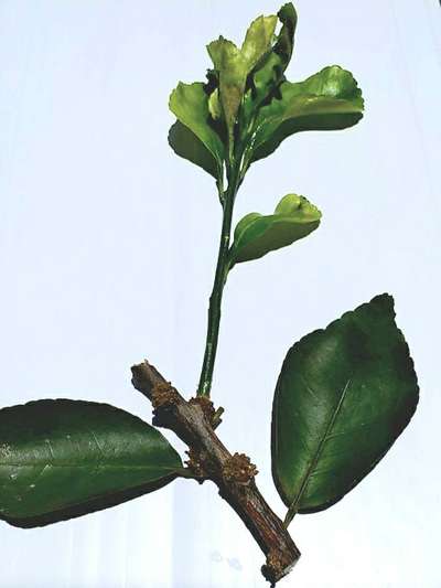 Citrus Leaf Miner - Citrus