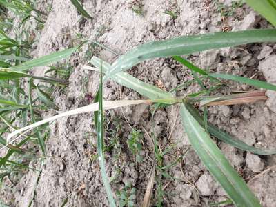 Early Shoot Borer - Sugarcane