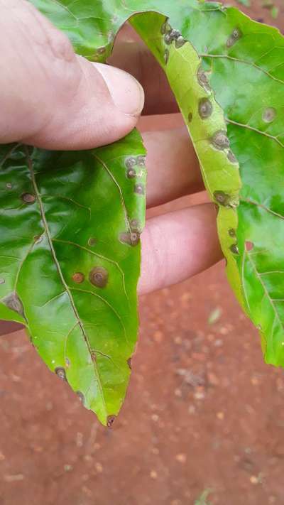 Mancha negra bacteriana del mango - Mango