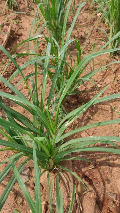 Spotted Stemborer - Millet