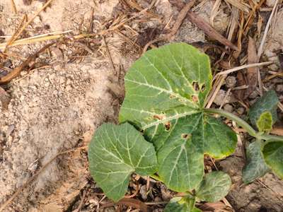 Flea Beetles - Pumpkin