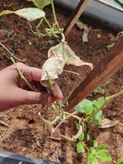 Broad Mite - Bean