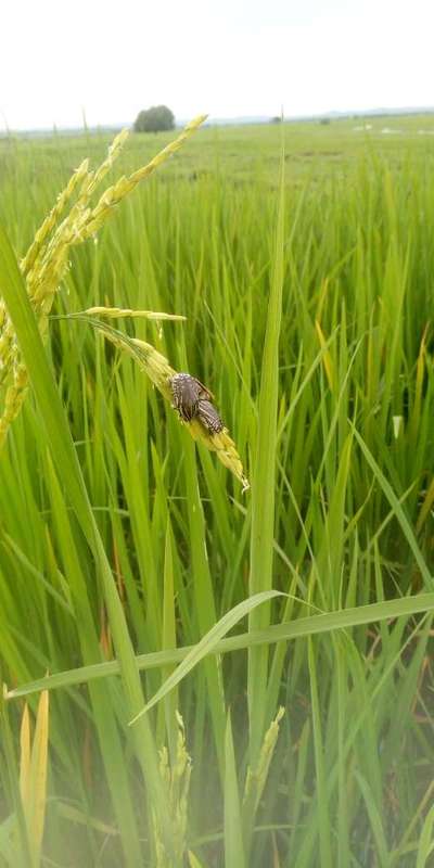 Demerara Froghopper - Rice