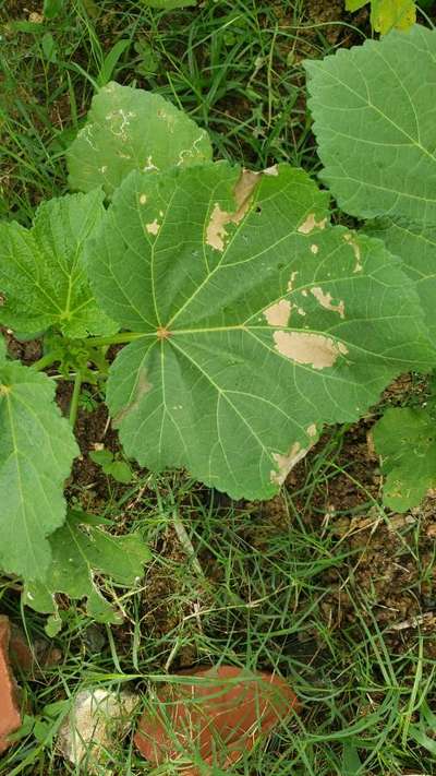 Leaf Miner Flies - Okra