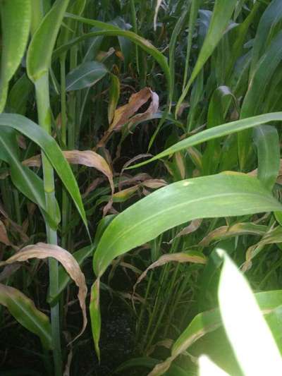 Nitrogen Deficiency - Sorghum