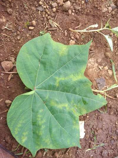 Magnesium Deficiency - Cotton