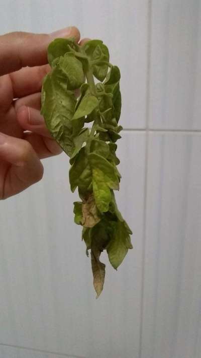 Powdery Mildew - Tomato