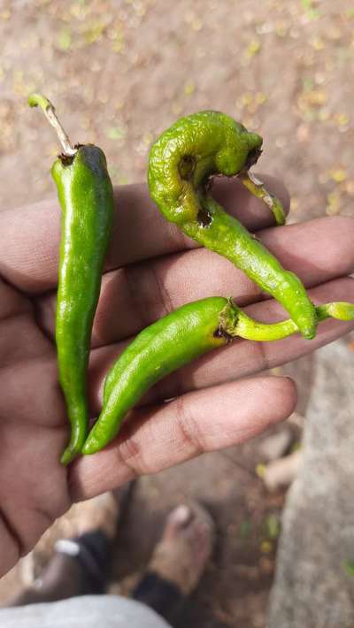 Broad Mite - Capsicum & Chilli