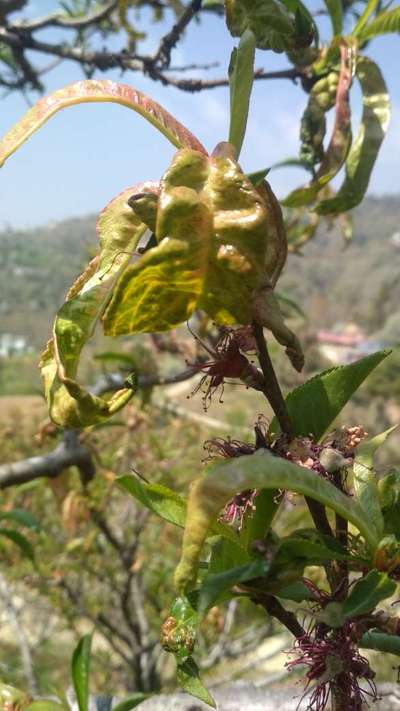 स्पाइडर माइट - आड़ू