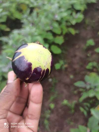 Thrips - Brinjal