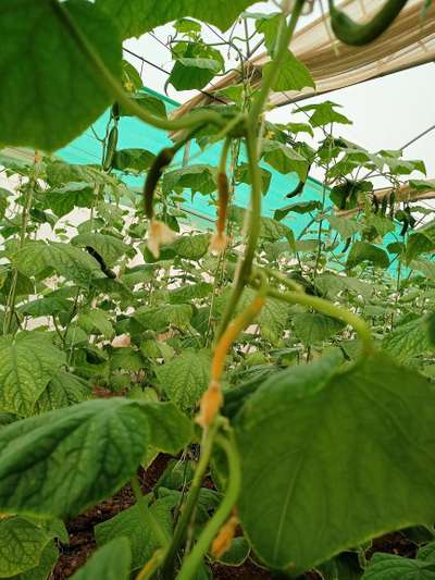 Spider Mites - Cucumber