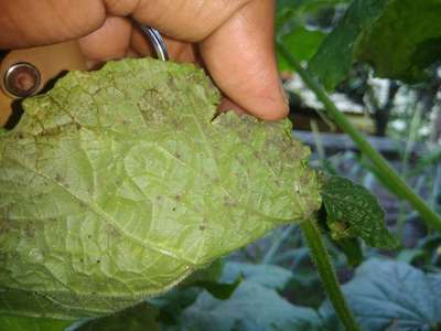 Aphids - Cucumber