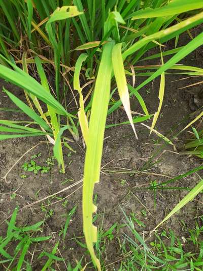 Short horned Grasshopper and Locust - Rice