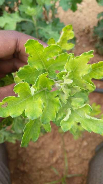 Nitrogen Deficiency - Brinjal