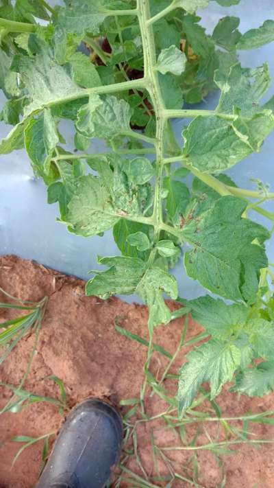 Septoria Leaf Spot - Tomato