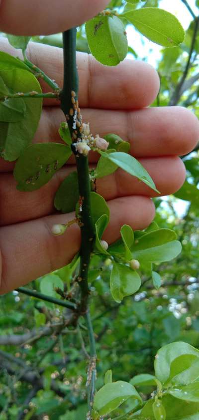 Citrus Psyllid - Citrus