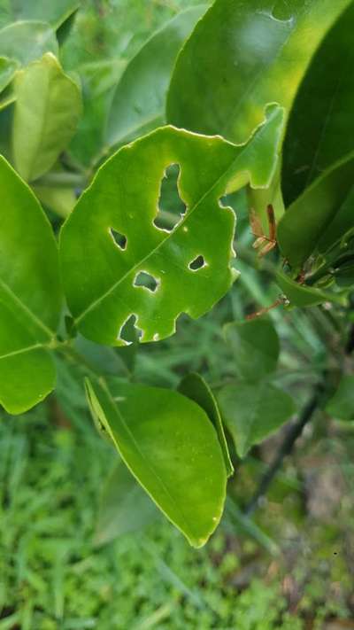 Citrus Butterfly - Citrus